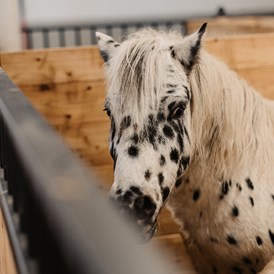 Kinderhotel: Pony reiten - Gut Berg Naturhotel