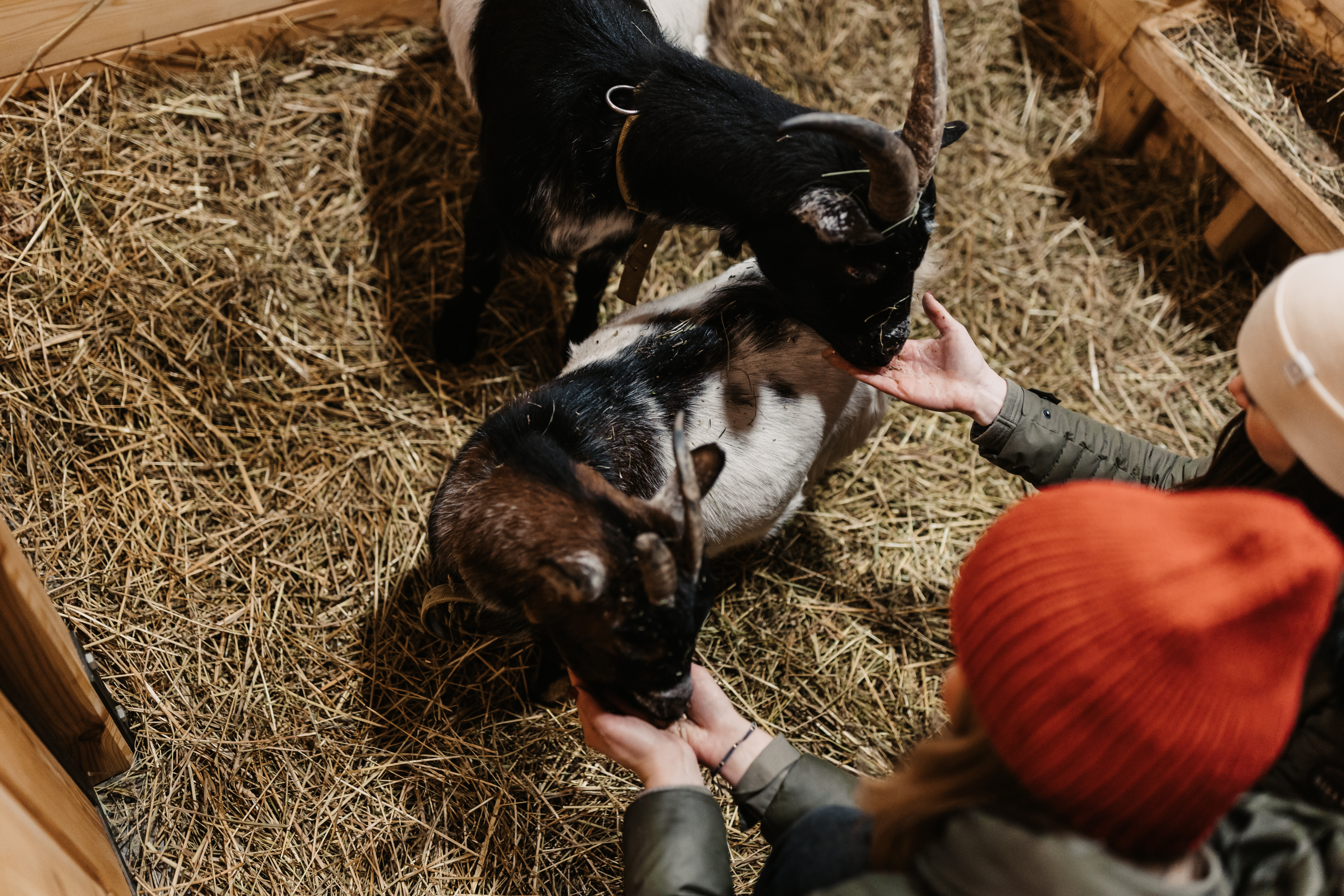 Kinderhotel: Streicheltiere - Gut Berg Naturhotel