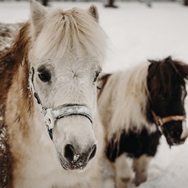 Kinderhotel: Schneespaß für die Ponies - Gut Berg Naturhotel