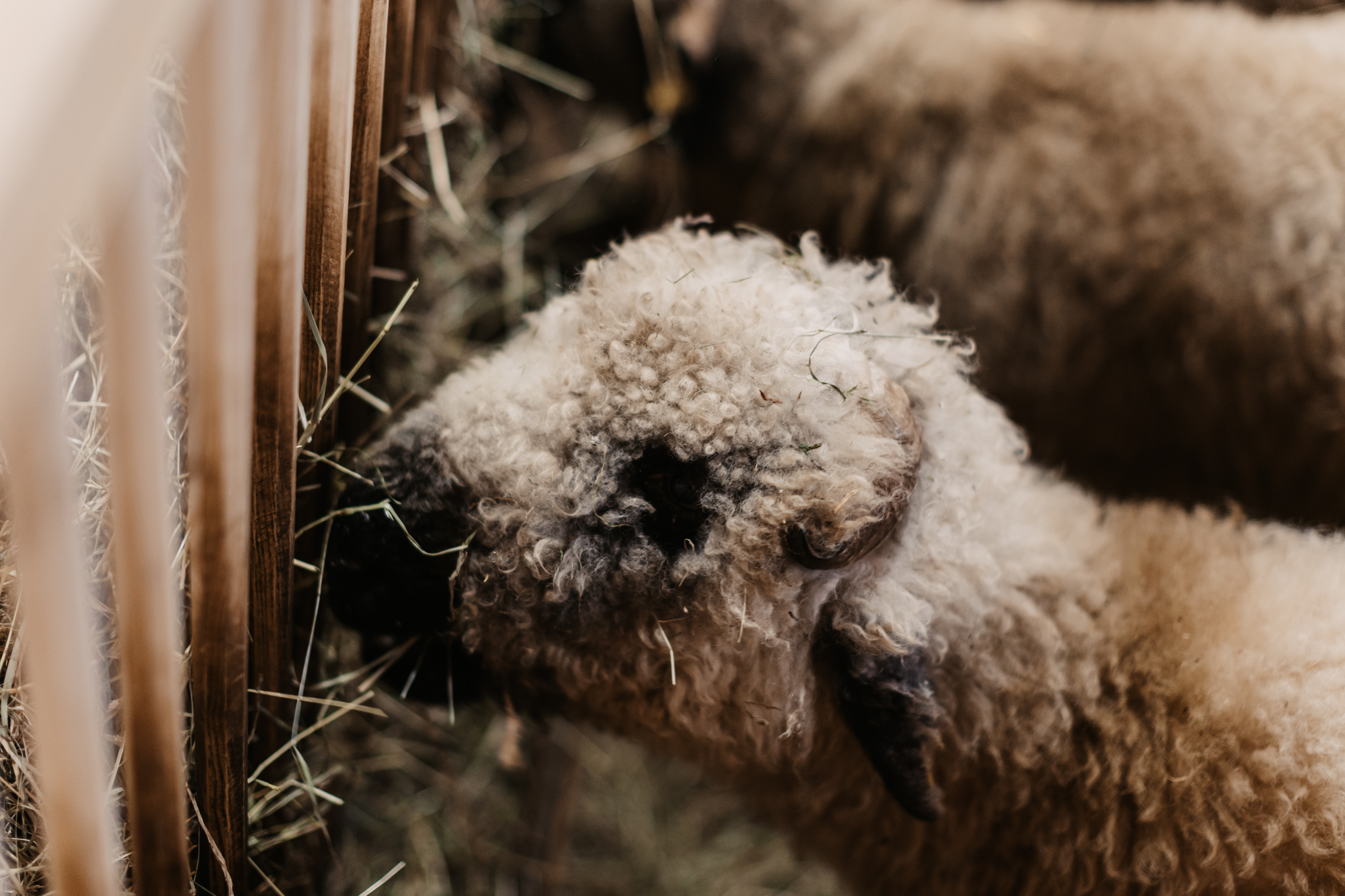 Kinderhotel: Gut Berg Bauernhof - Gut Berg Naturhotel