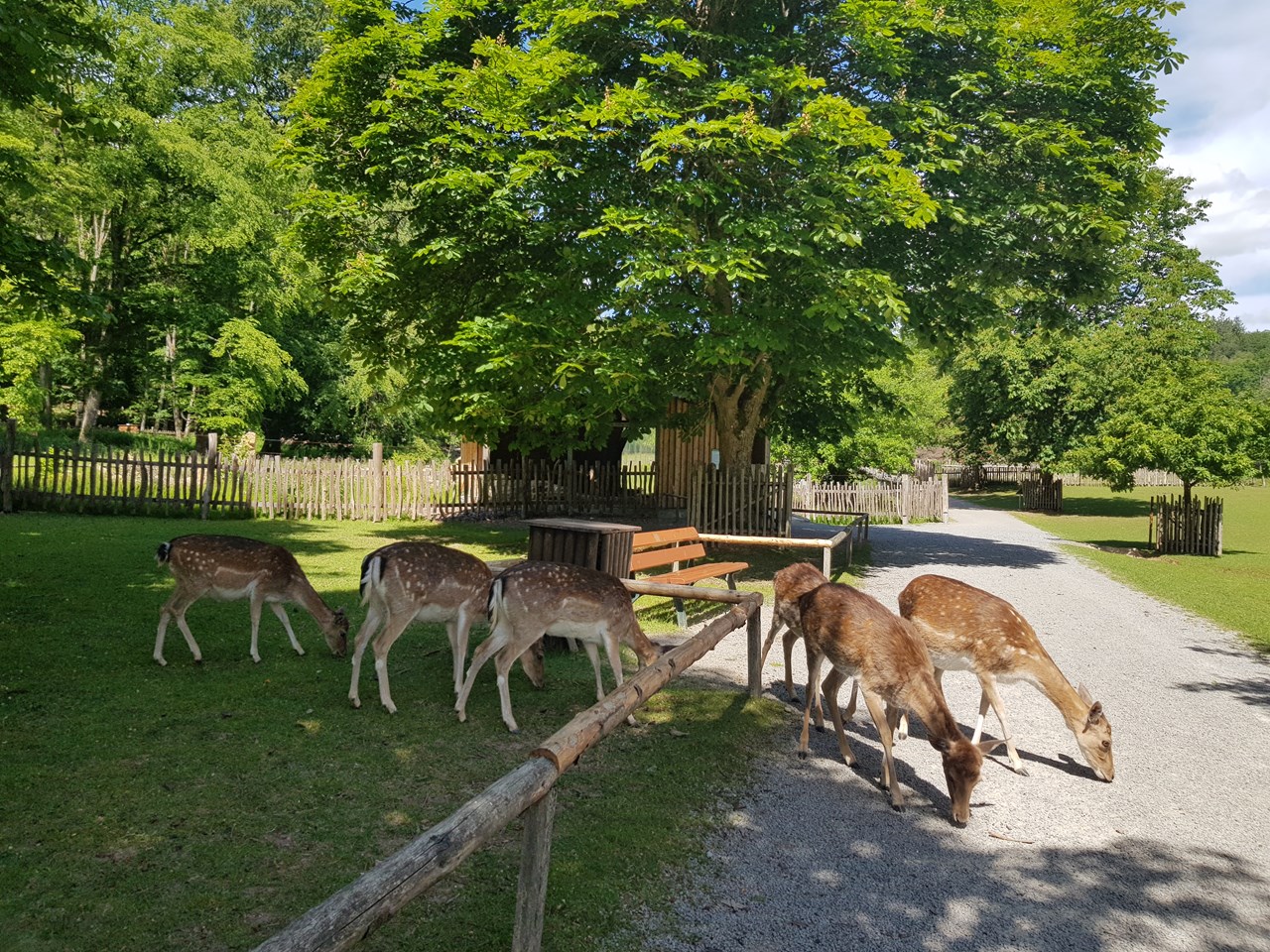 Hotel Sonnenhügel Familotel Rhön Ausflugsziele WildPark Klaushof