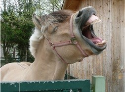 Bodensee-Resort Storchen Spa & Wellness Ausflugsziele Haustierhof Reutemühle