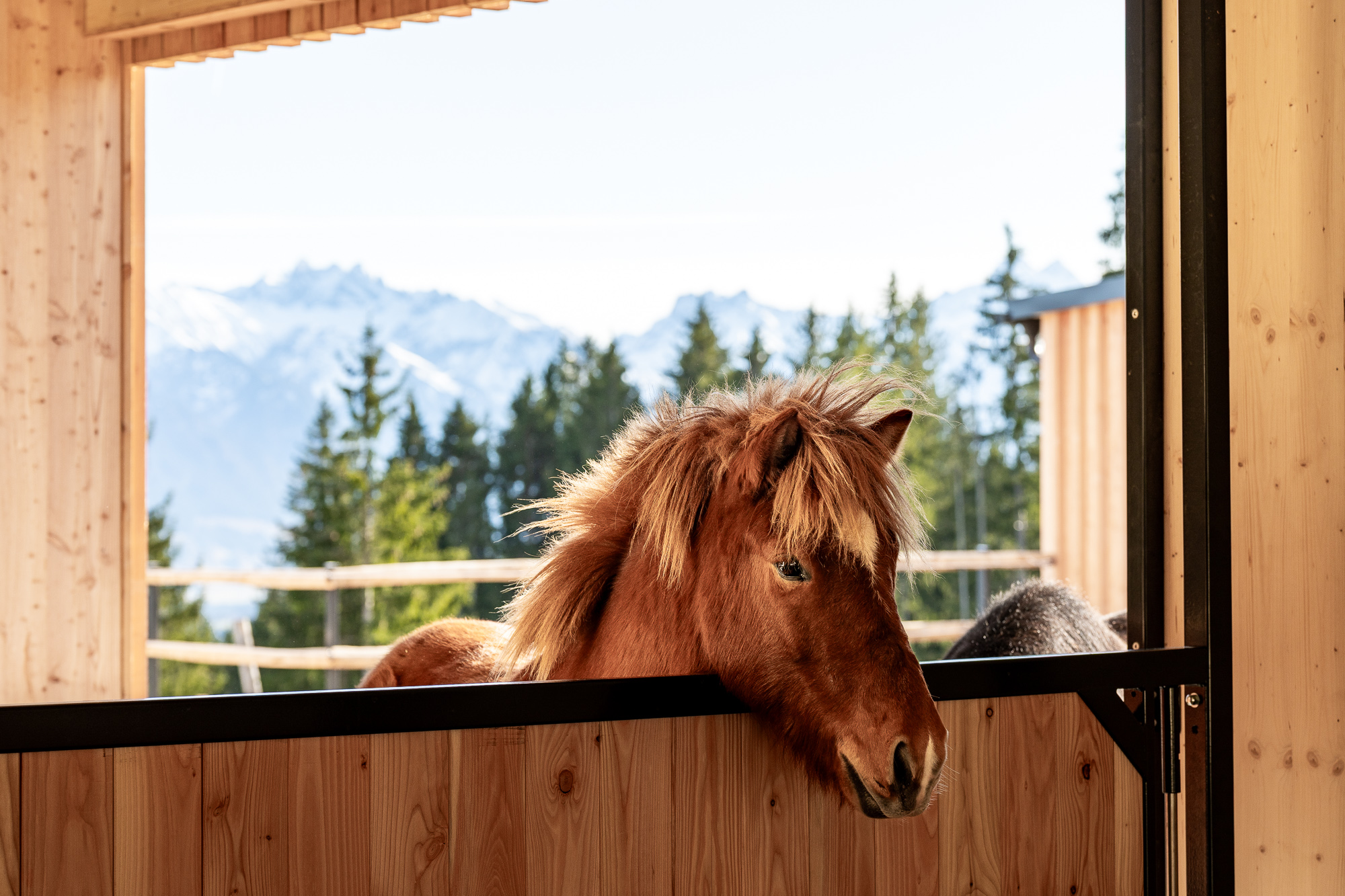 Kinderhotel: Pferdestall im ErlebnisHof - Familotel Allgäuer Berghof
