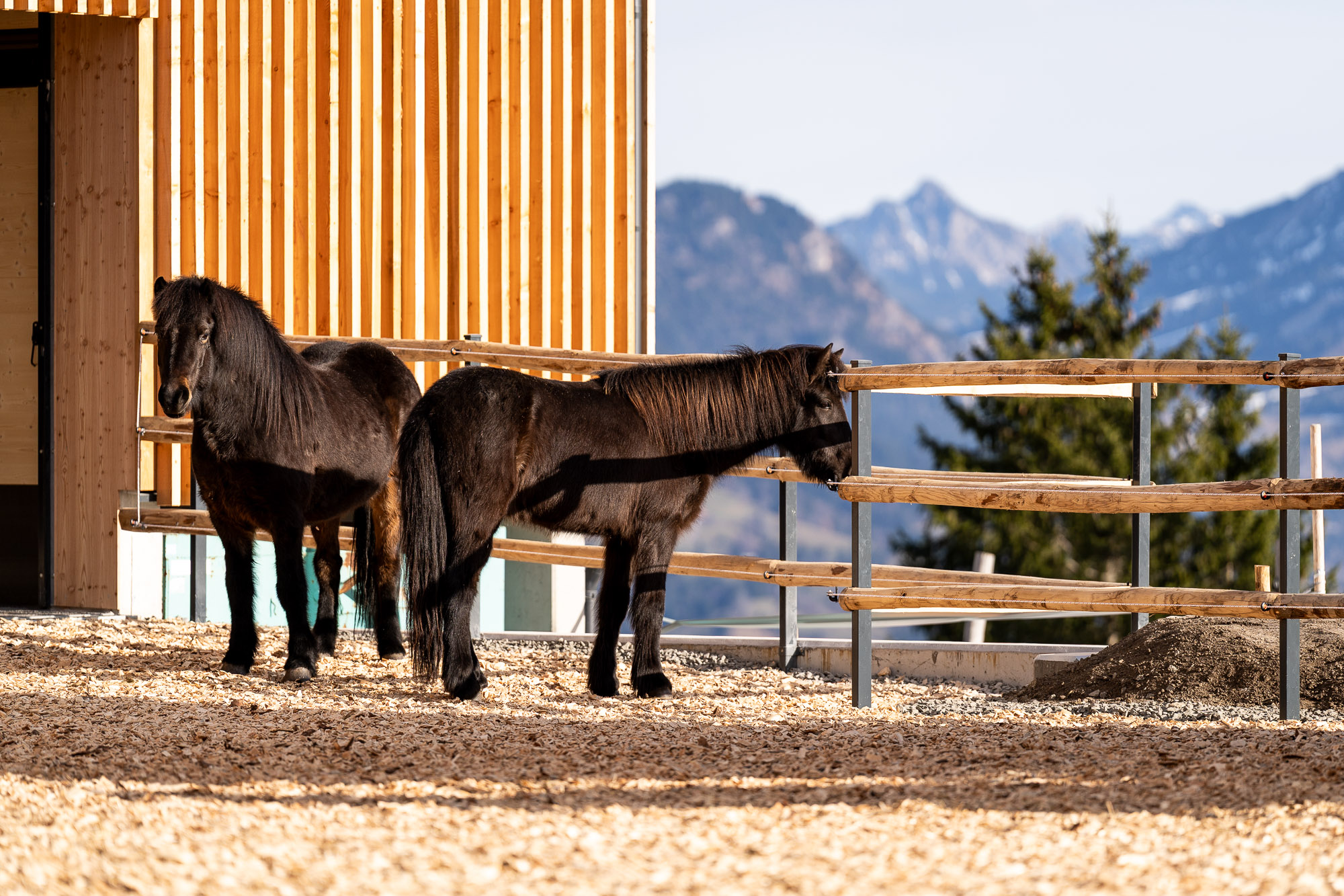 Kinderhotel: Reitglück im ErlebnisHof - Familotel Allgäuer Berghof