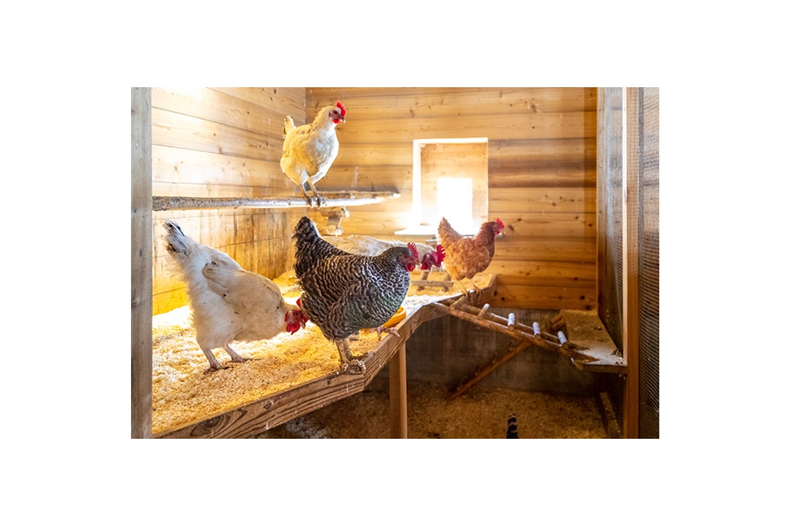 Familienhotel: Unsere Hühner warten auf viele fleißige Helfer. - Familienhotel Oberkarteis