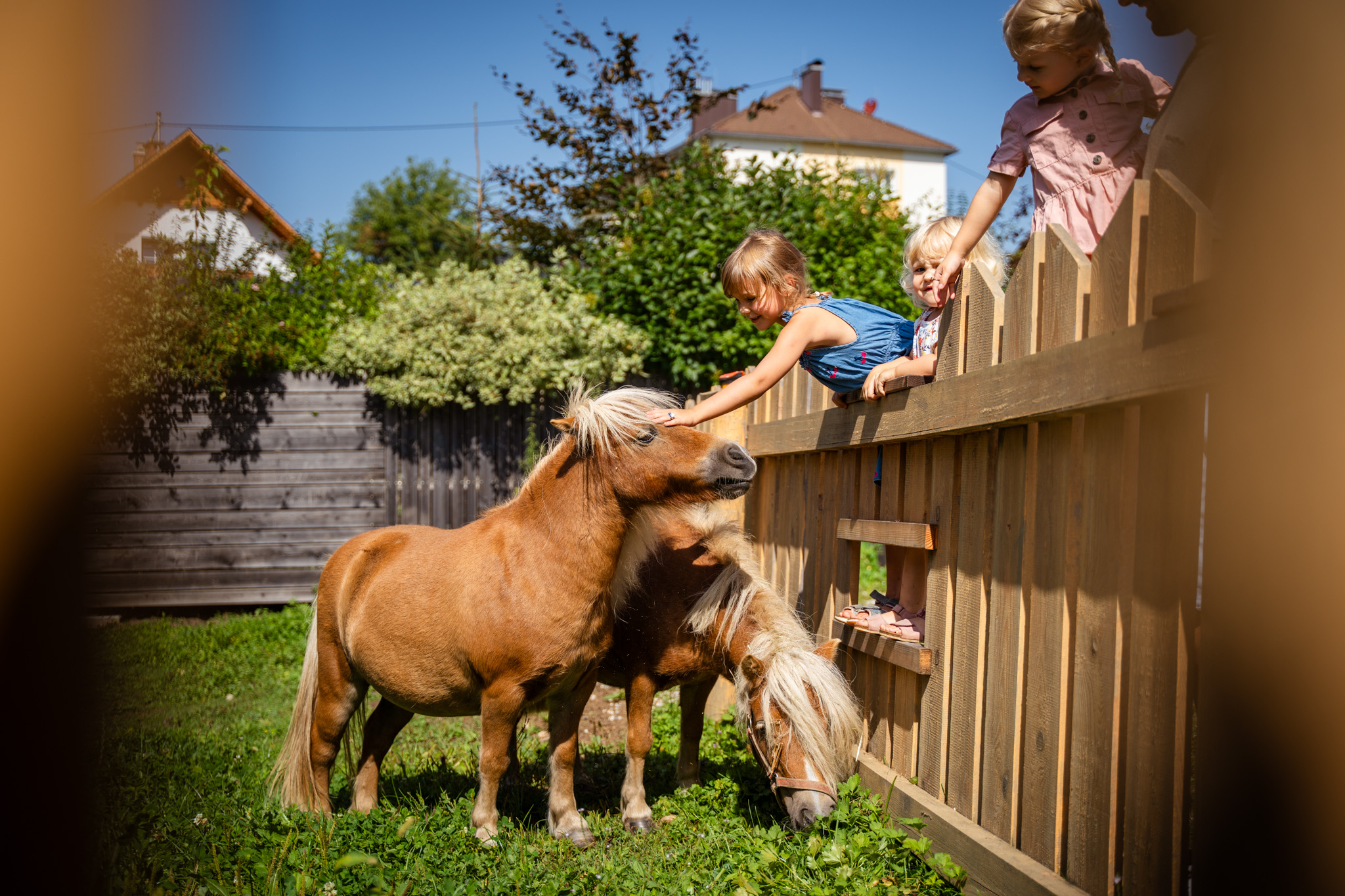 Kinderhotel: Streichelzoo - Dilly - Das Nationalpark Resort