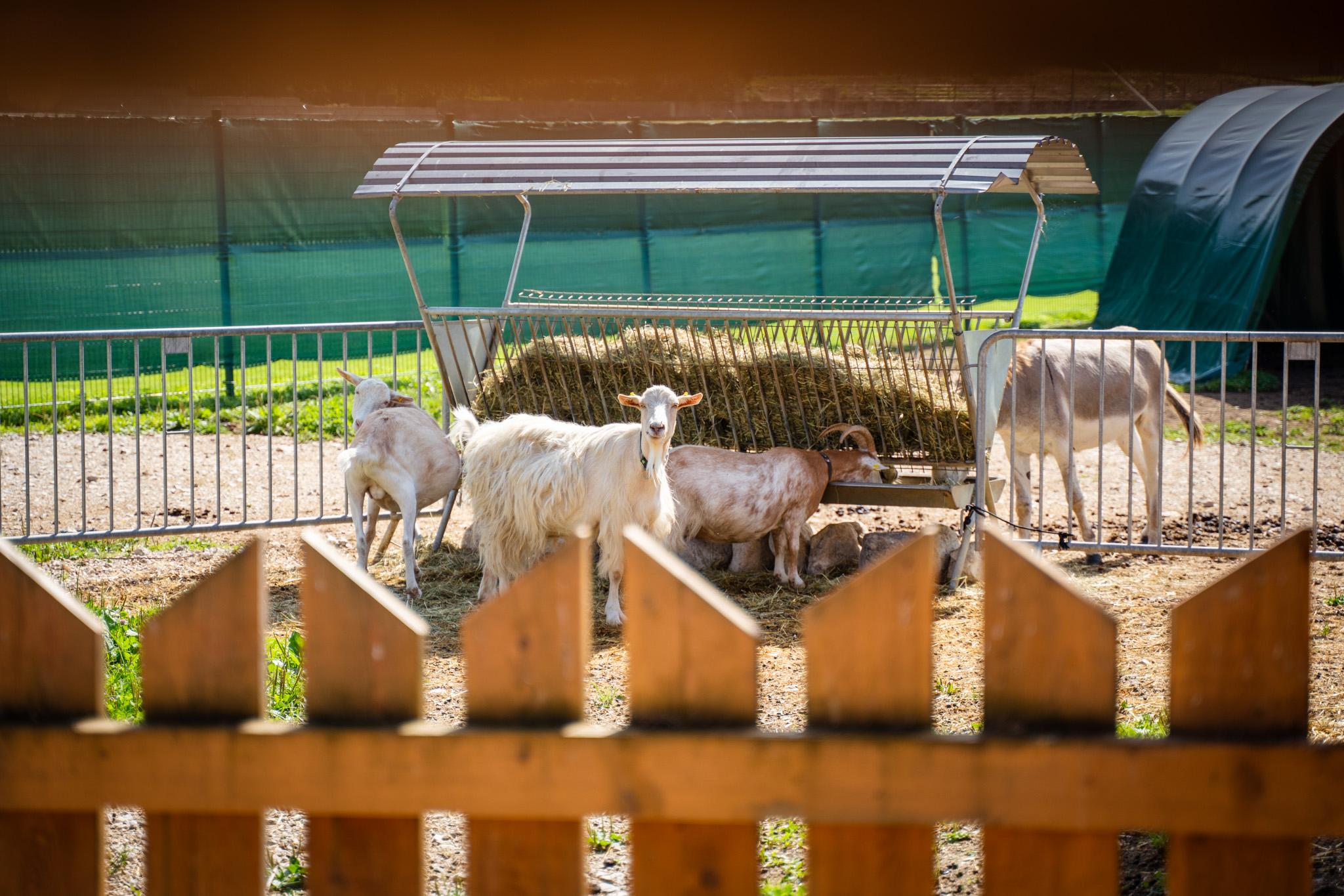 Kinderhotel: Streichelzoo - Dilly - Das Nationalpark Resort