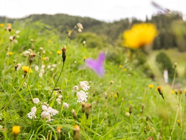 Kinderhotel: Perfekte Naturlage
 - Hotel St. Oswald