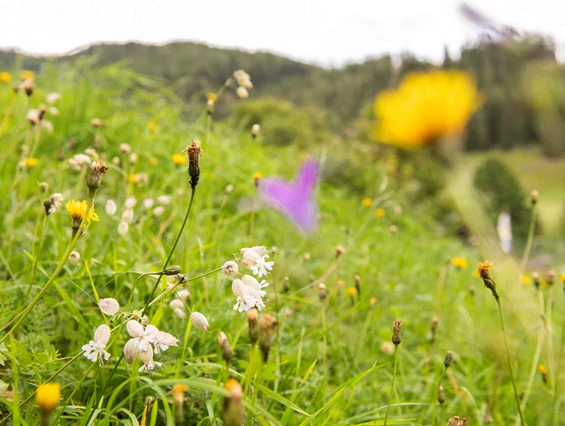 Kinderhotel: Perfekte Naturlage
 - Hotel St. Oswald