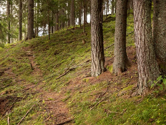 Kinderhotel: Im Hotel St. Oswald haben Sie direkten Zugang zum Wald
 - Hotel St. Oswald