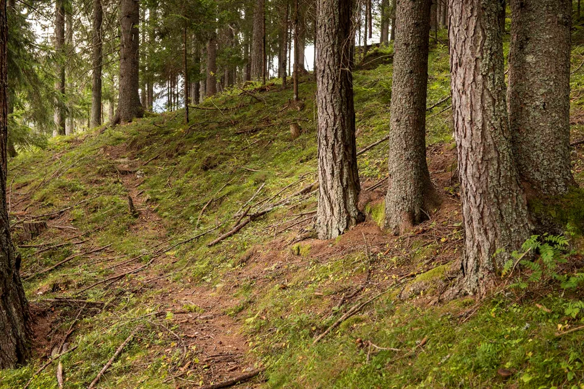 Kinderhotel: Im Hotel St. Oswald haben Sie direkten Zugang zum Wald
 - Hotel St. Oswald