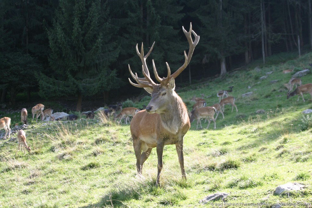 Der Kirchheimerhof - Superior Refugium Ausflugsziele Alpenwildpark Feld am See