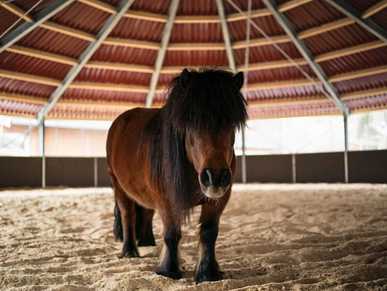 Kinderhotel: Feriendorf Ponyhof