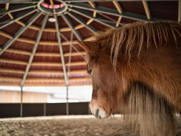 Kinderhotel: Feriendorf Ponyhof