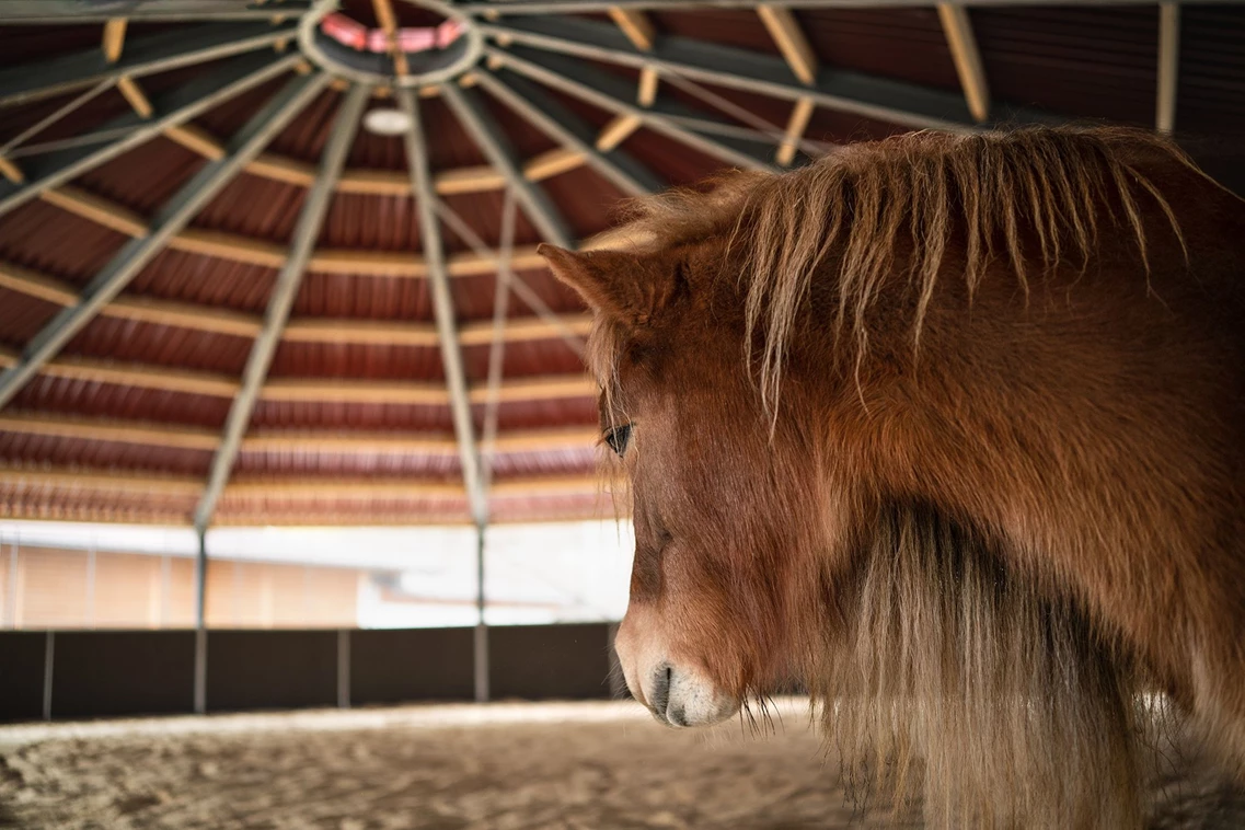 Kinderhotel: Feriendorf Ponyhof