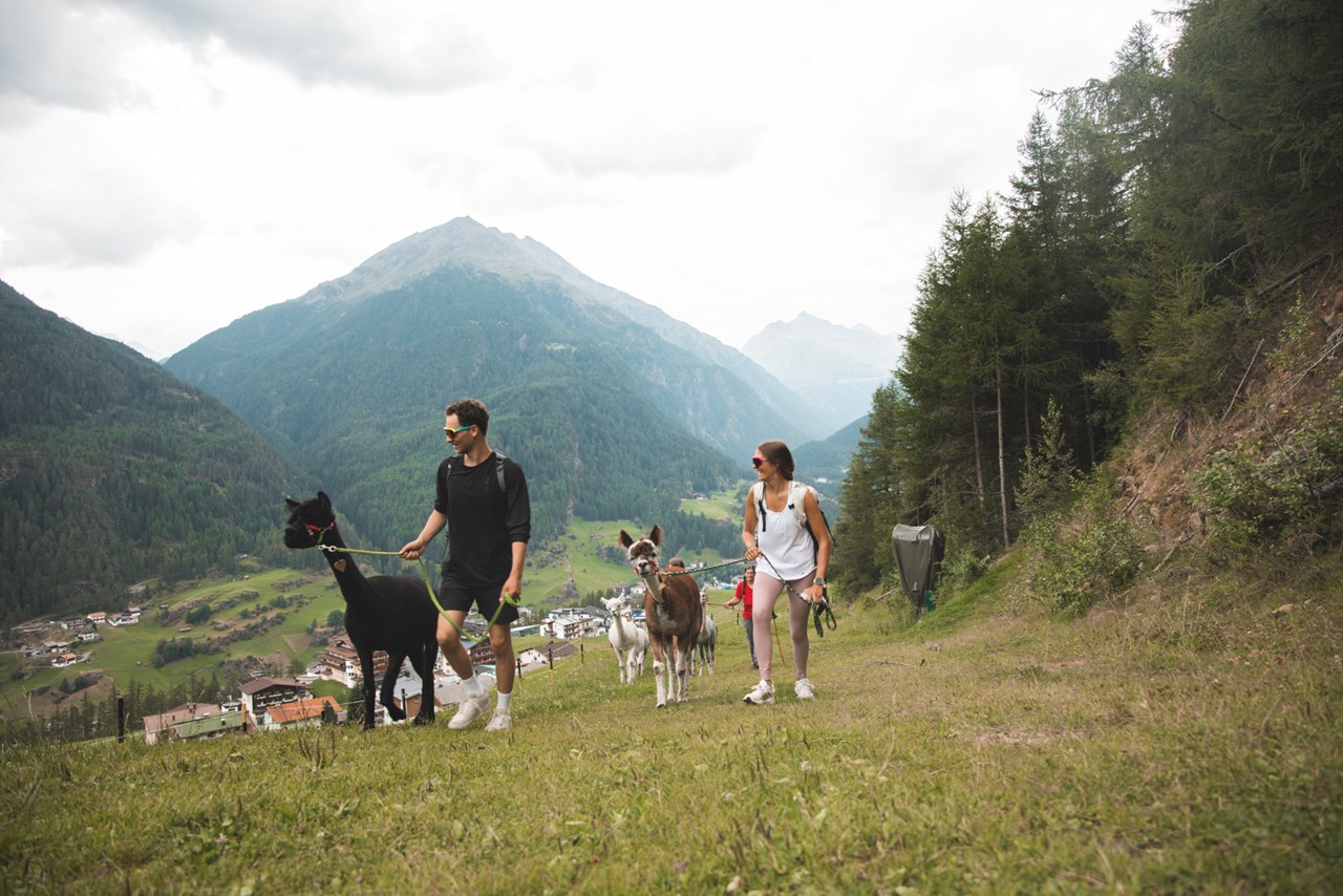 Das Central - Alpine. Luxury. Life. Ausflugsziele Mit Alpakas am Panoramaweg