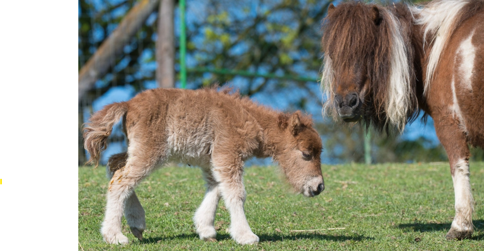Hotel Weiss***s Ausflugsziele Wildpark Altenfelden