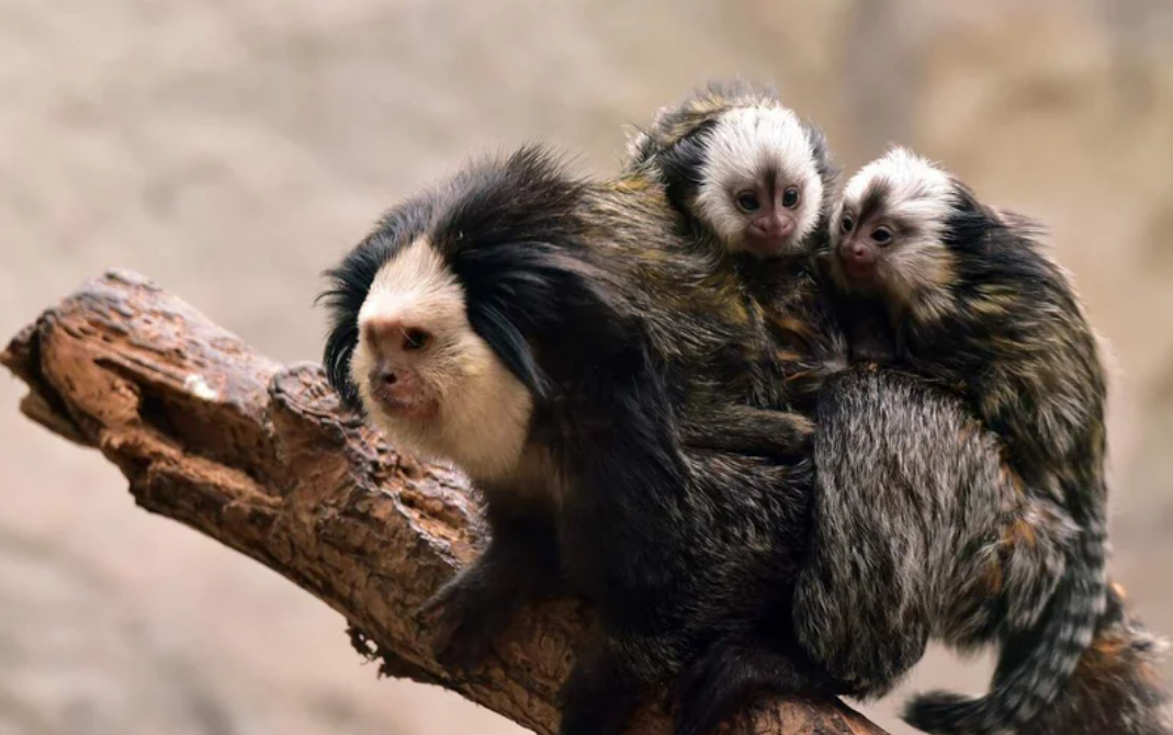 Hotel Weiss***s Ausflugsziele Zoo und Aquazoo Schmiding