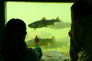 Kinderhotel: Aquarium zum Fische beobachten - Ferienhotel Gut Enghagen