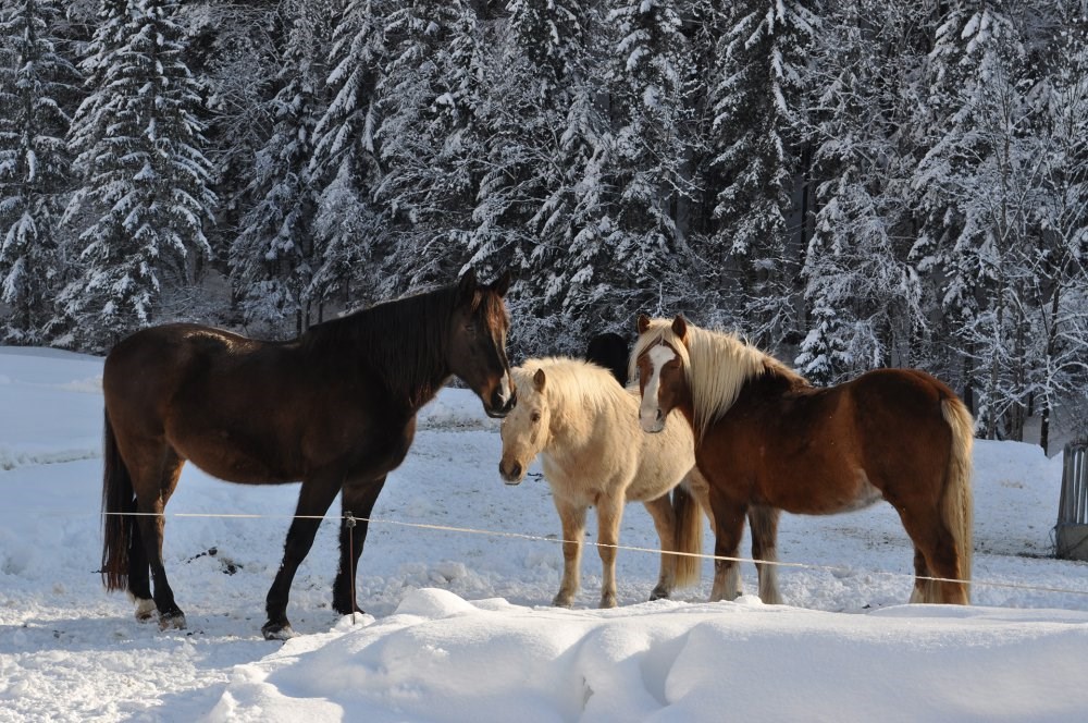 Kinderhotel: Pferde aud der Koppel - Ferienhotel Gut Enghagen