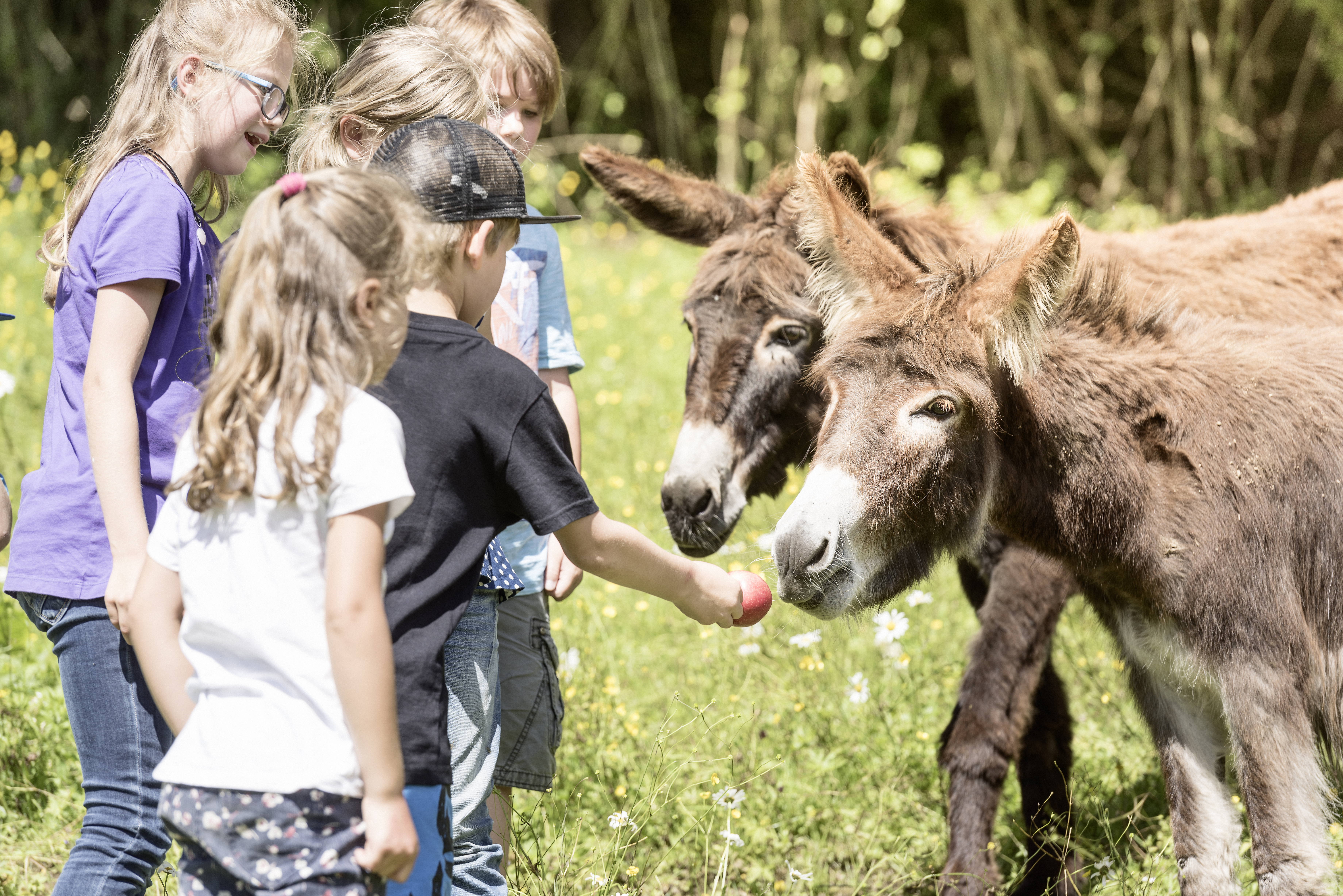 Familienhotel - Hallenbad - Hintersee (Hintersee) - Waldhof Tiere - Waldhof Fuschlsee Resort