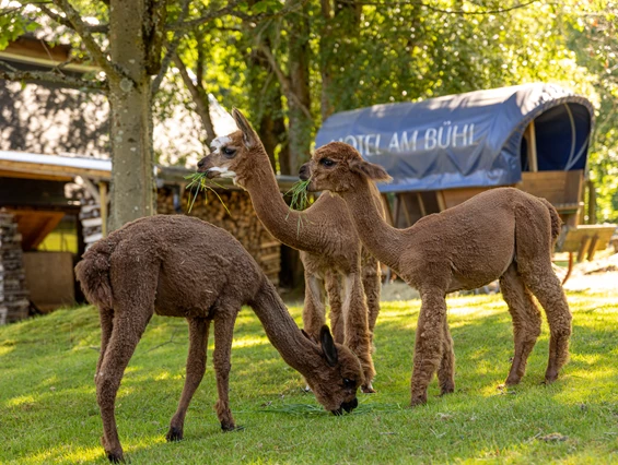 Kinderhotel: Alpakas - Hotel Am Bühl