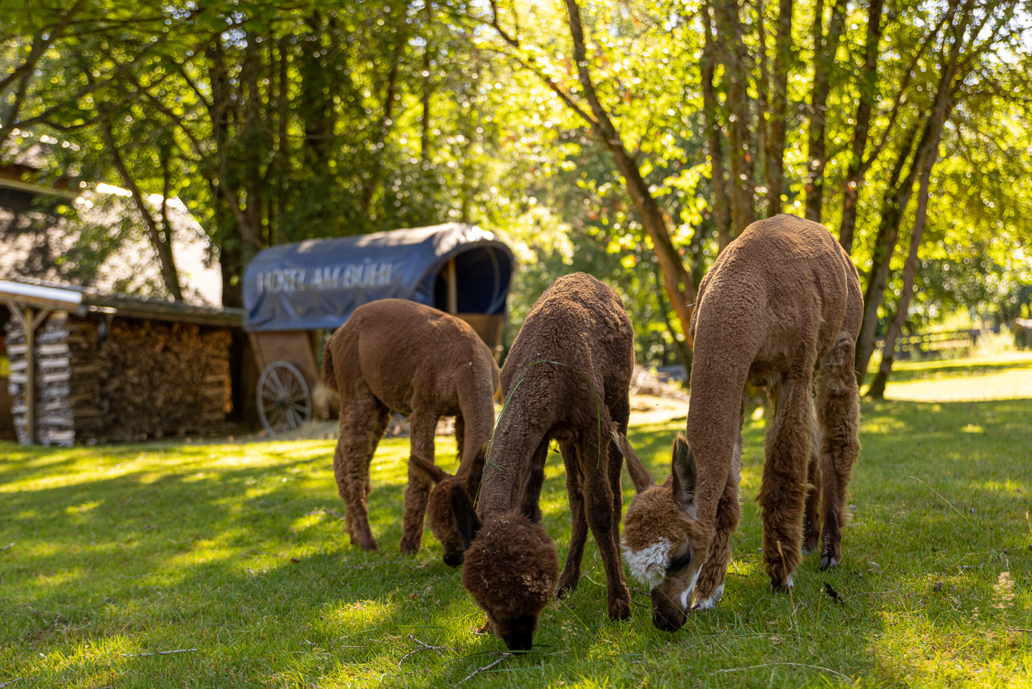 Kinderhotel: Alpakagehege - Hotel Am Bühl - Hotel | Umgebung