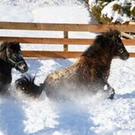 Familienhotel: Ponys auf der Winterweide - Familienhotel Auhof