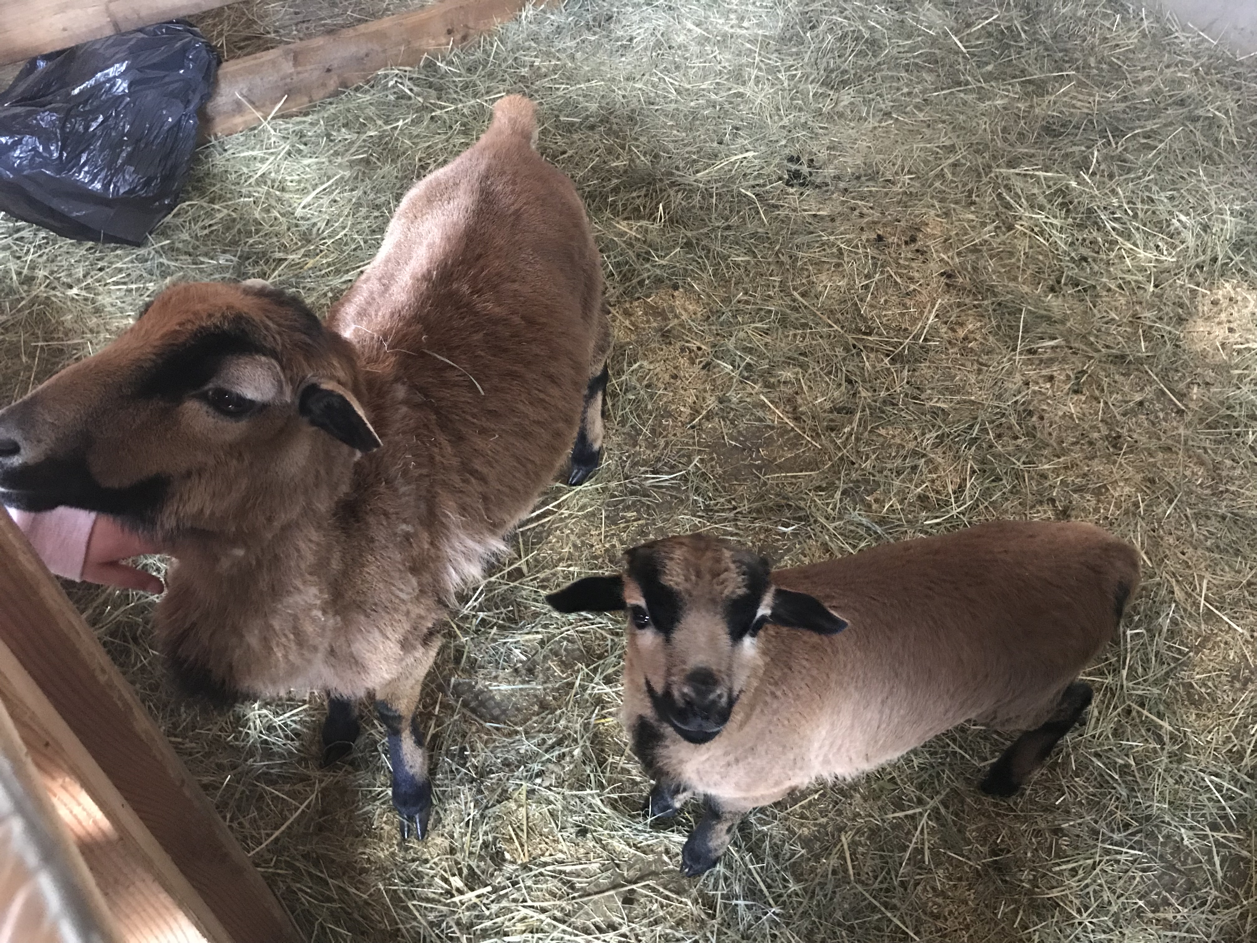 Kinderhotel: Stalltiere - nawu apartments & Restaurant