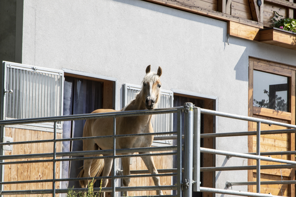 Kinderhotel: nawu_apartments_Bauernhof_Pferde_Bauernhofurlaub - nawu apartments & Restaurant