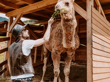 Kinderhotel: Unser "kleiner" Babar, das Dromedar ist Kinderlieb! Mama Ullis Family Ranch mit über 20 Tieren am Hotelareal. - Hotel Bergschlössl