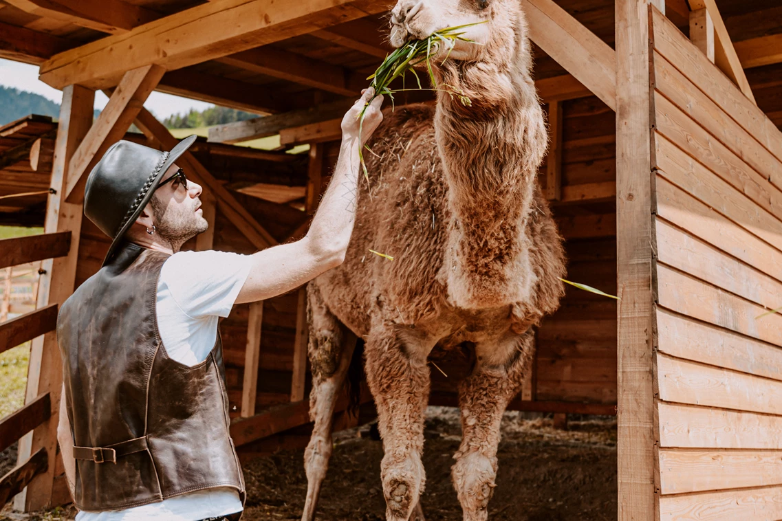 Kinderhotel: Unser "kleiner" Babar, das Dromedar ist Kinderlieb! Mama Ullis Family Ranch mit über 20 Tieren am Hotelareal. - Hotel Bergschlössl