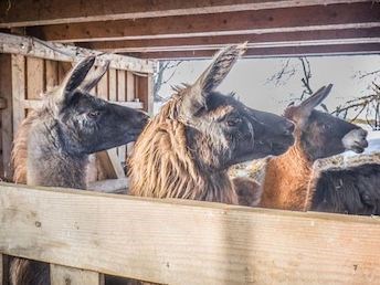 Sporthotel Ellmau Ausflugsziele Lamahof - Koglhof