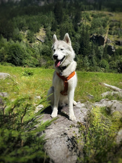 Kinderhotel: Urlaub mit Familienhund genießen! - Pirker´s Familienhotel