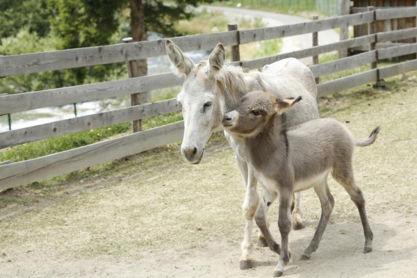 Pirker´s Familienhotel Ausflugsziele Eselpark 