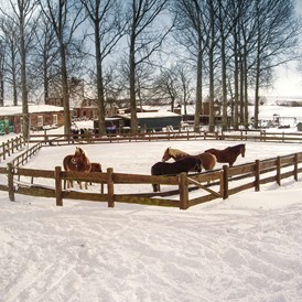 Kinderhotel: Auch im Winter ein Vergnügen für die Pferde - Bauer Martin | Ostsee Ferienhof Bendfeldt