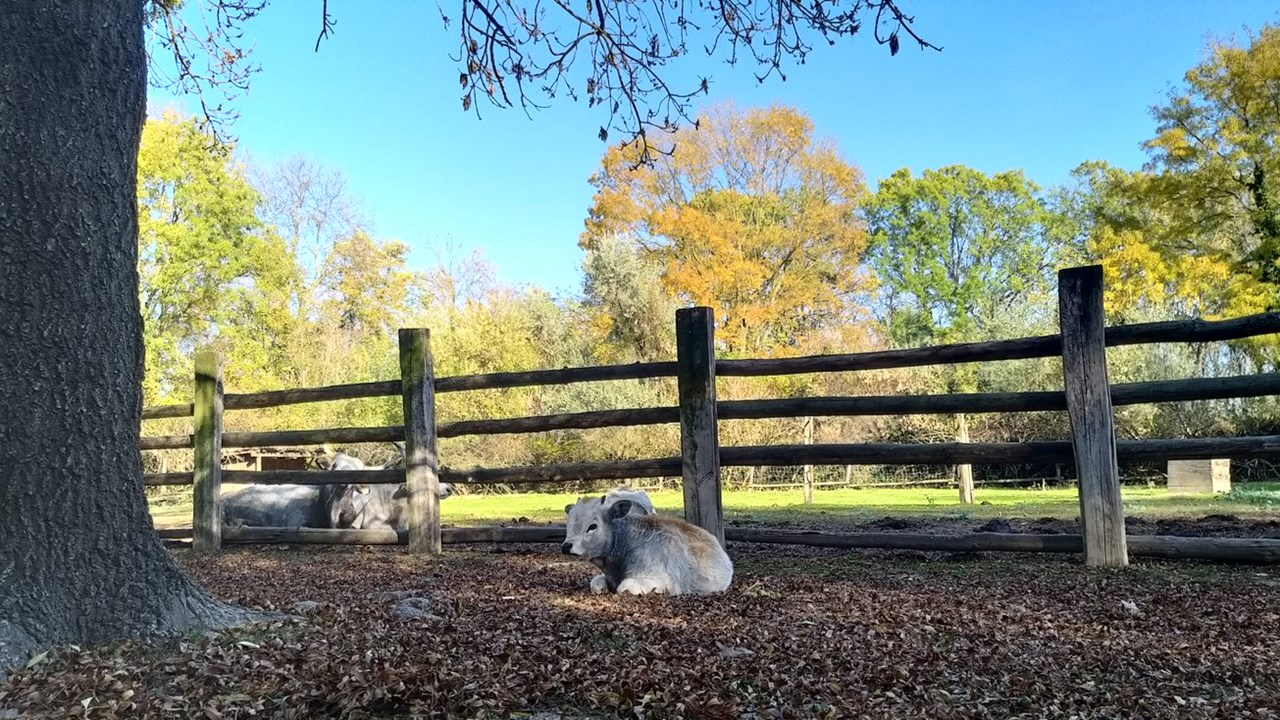 VILA VITA Pannonia Ausflugsziele Steppentierpark