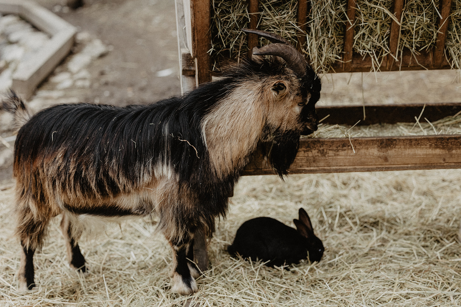 Kinderhotel: Schreichelzoo - Hotel Tauernhof