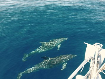 AI POZZI VILLAGE FAMILY & WELLNESS HOTEL**** Ausflugsziele Wal- und Delfin Besichtigung