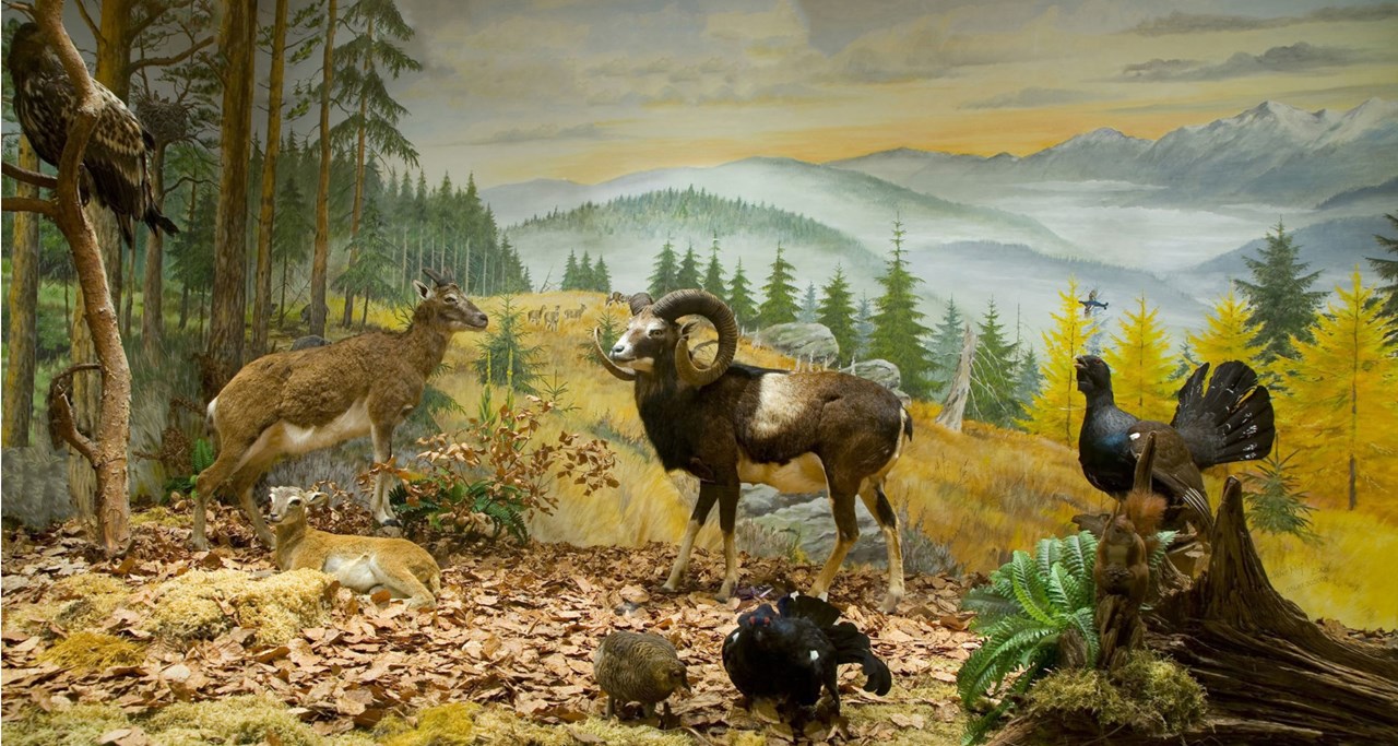 Bernsteinland Hirschburg Ausflugsziele  Pilzmuseum und Naturschatzkammer 