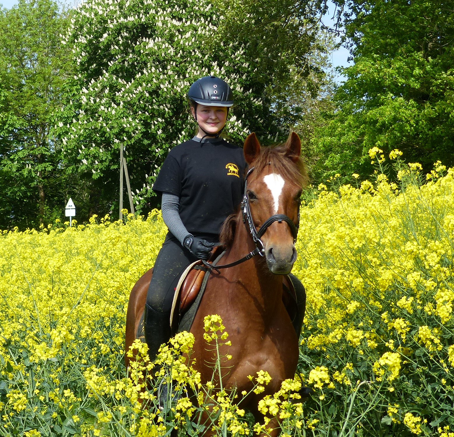 Familienhotel - Umgebungsschwerpunkt: Meer - Elmenhorst (Vorpommern-Rügen) - Ausritt Rapsblüte - Bernsteinland Barth