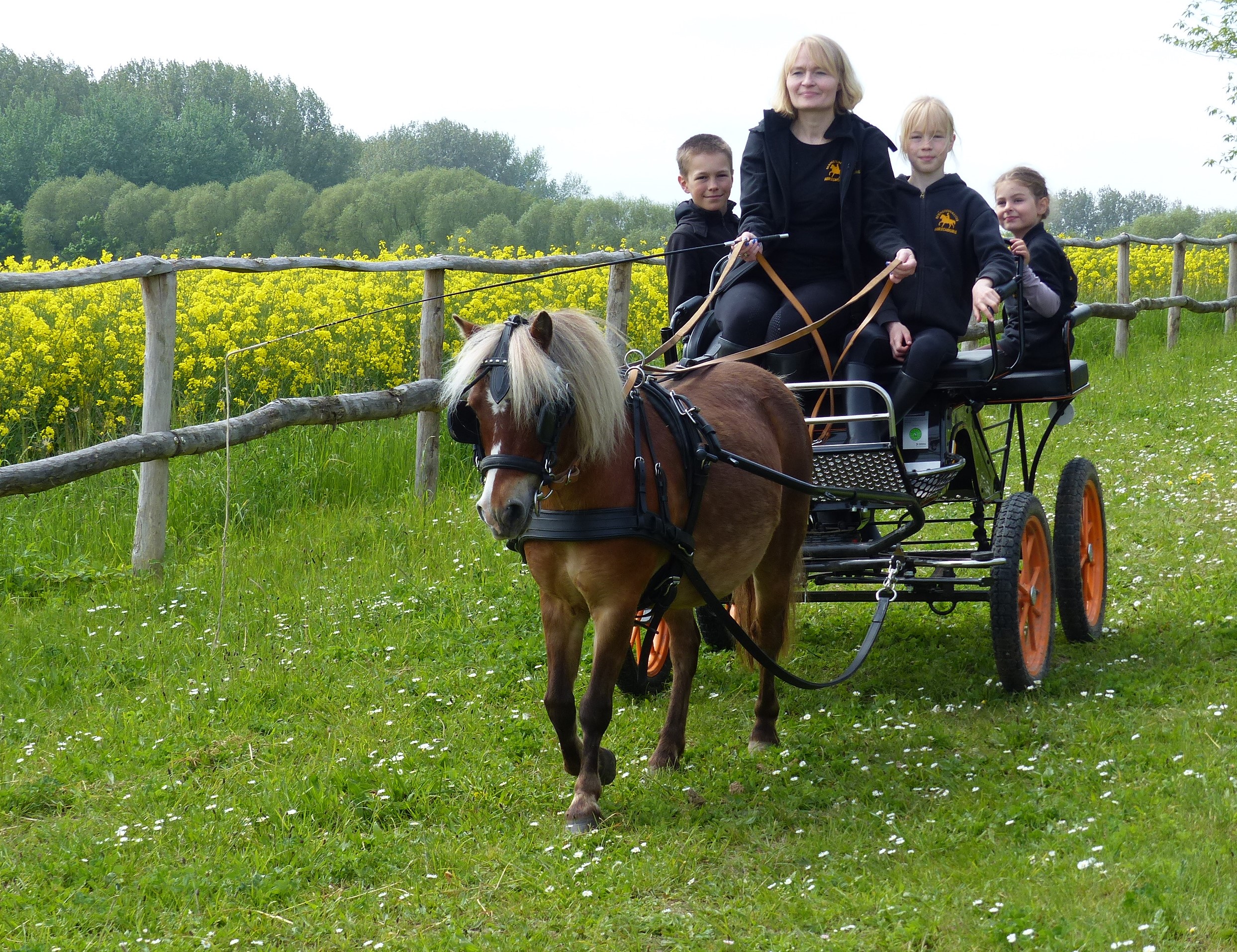Kinderhotel: Ponykutschfahrten Wiese - Bernsteinland Barth