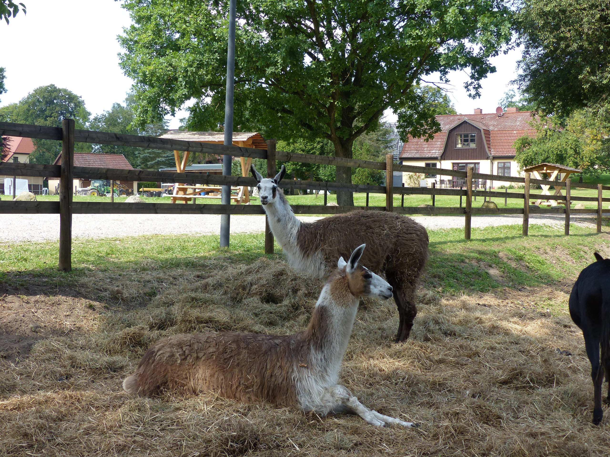 Kinderhotel: Streichelzoo Lamas - Bernsteinland Wendorf