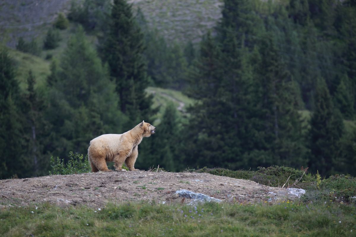 Tschuggen Grand Hotel Ausflugsziele Arosa Bärenland