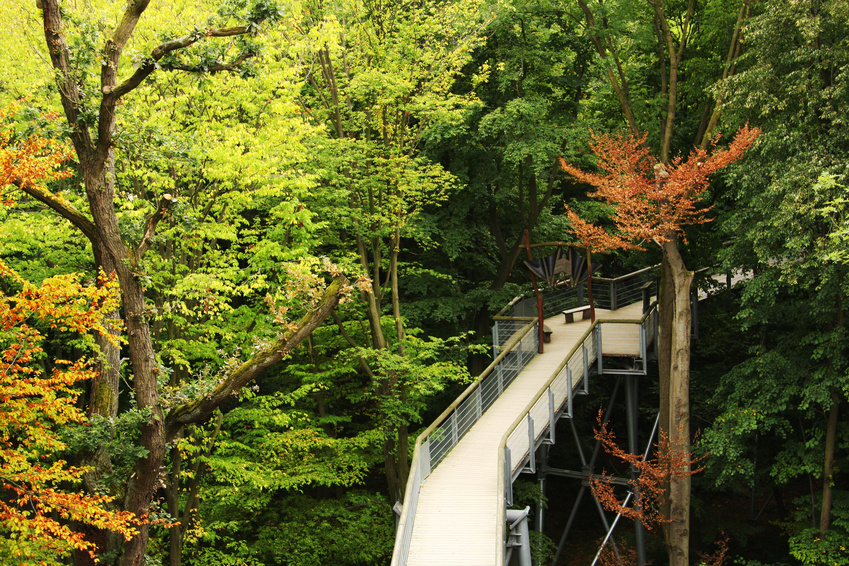 AHORN Berghotel Friedrichroda Ausflugsziele Baumkronenpfad im Nationalpark Hainich