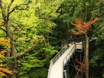 AHORN Berghotel Friedrichroda Ausflugsziele Baumkronenpfad im Nationalpark Hainich