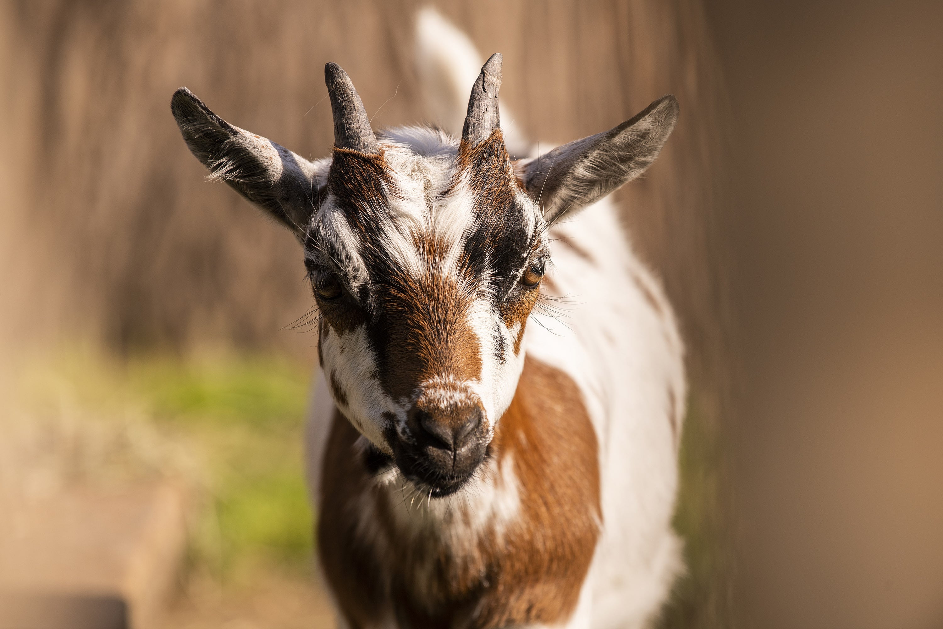 Kinderhotel: Dorf der Tiere - Familiengut Hotel Burgstaller