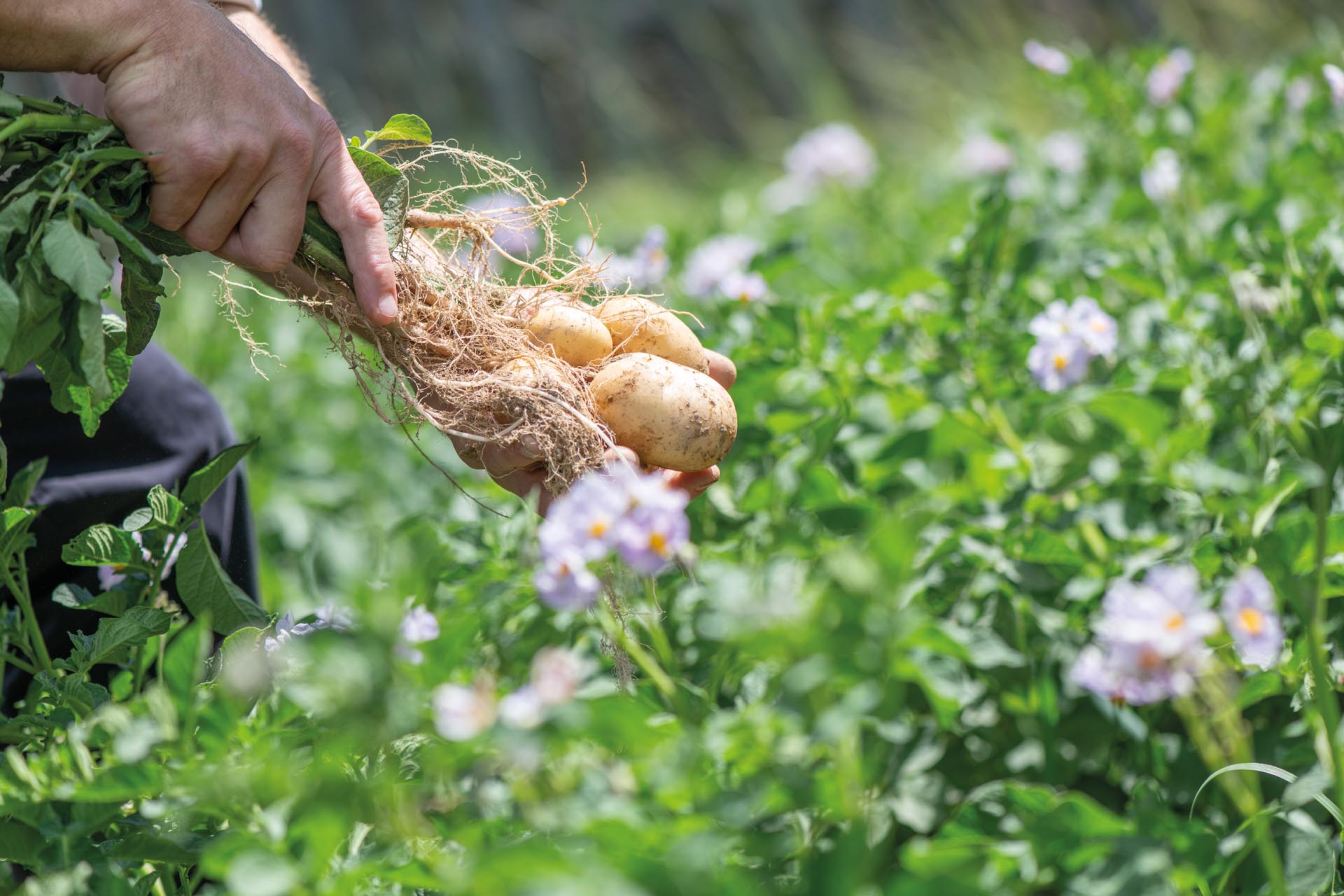 Kinderhotel: linara mountain family stay - Essen | Trinken