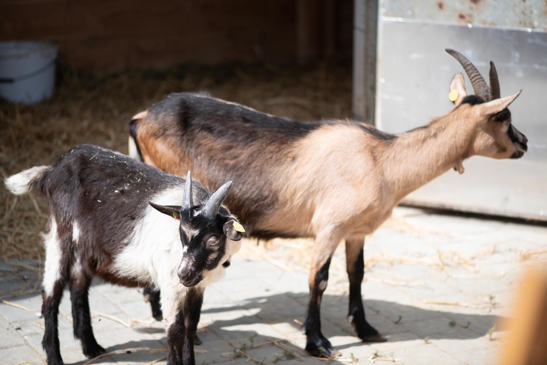 Kinderhotel: linara mountain family stay - Hotel | Umgebung