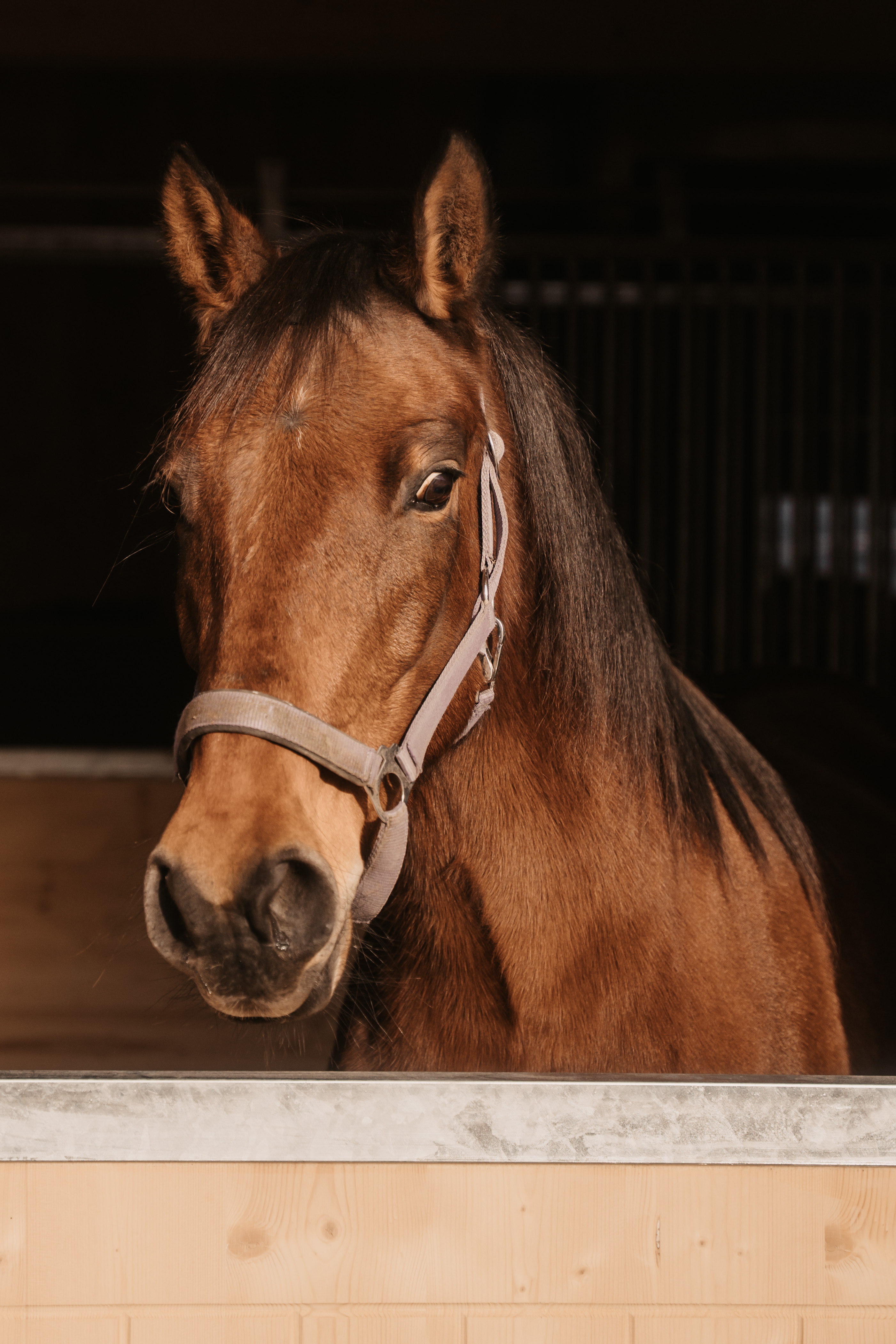 Kinderhotel: Unser Pferd Moni - Hotel …mein Neubergerhof**** - Spielen | Entdecken